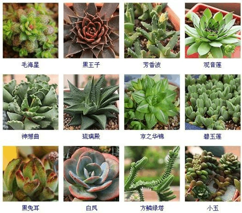 多肉植物常见品种区分