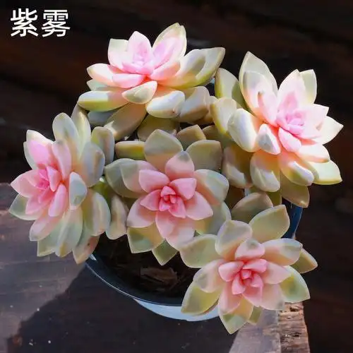 每天认识一种多肉紫雾