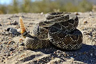 响尾蛇_有角_响尾蛇属_莫哈维沙漠_加利福尼亚_六月_图片大全—全景