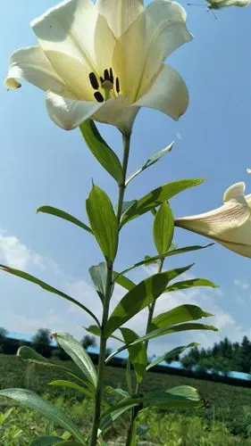 蓝天白云,很漂亮的百合花.