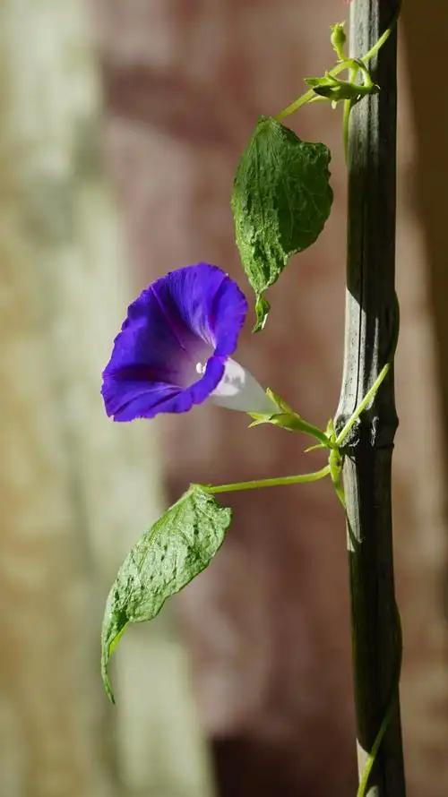 节前,牵牛花开了