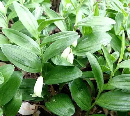 黄精有几个品种?