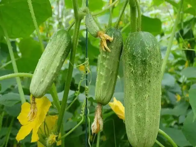 黄瓜打药:有"5忌",把握不好,会加重病害降低产量|防治|霜霉病|药液|虫