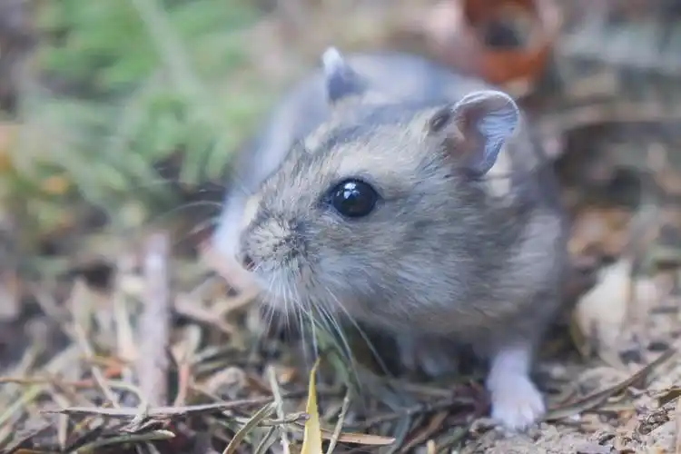 仓鼠的眼睛有着一个世界