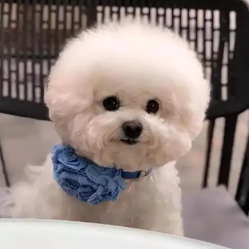 比熊是最甜美的小型犬之一,它的毛发雪白,表情可爱,性格还是个"乖宝宝