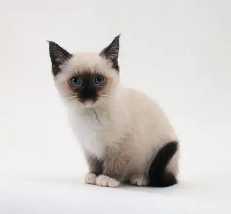 罗猫暹罗猫第一个字怎么念