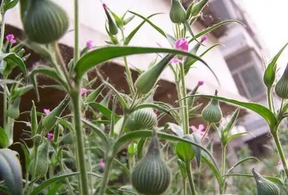 王不留行,又称为麦蓝菜,有4大作用,农民朋友要了解!