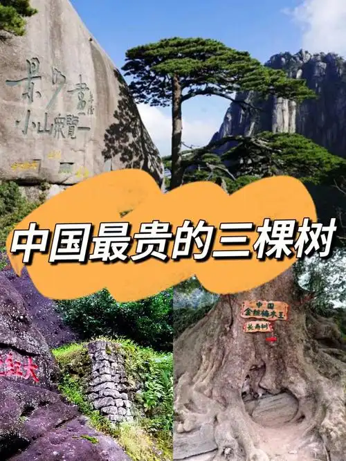 中国最贵的三棵树您看过几棵呢