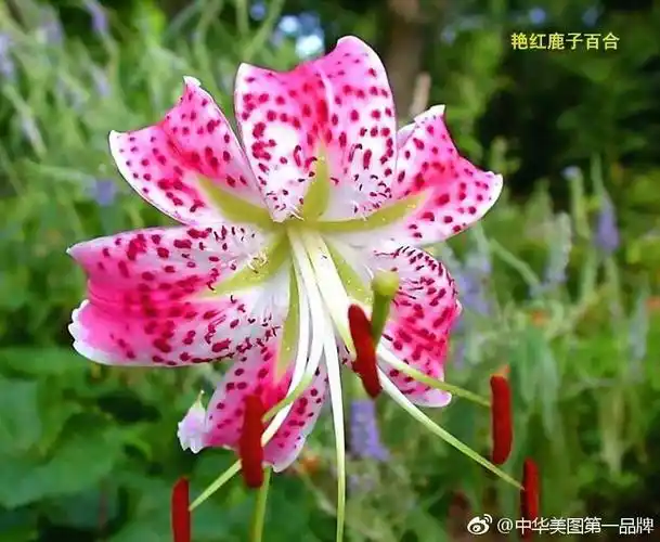 《世界名花影像宝典》 22集 《百合花》世界三十大名花之一