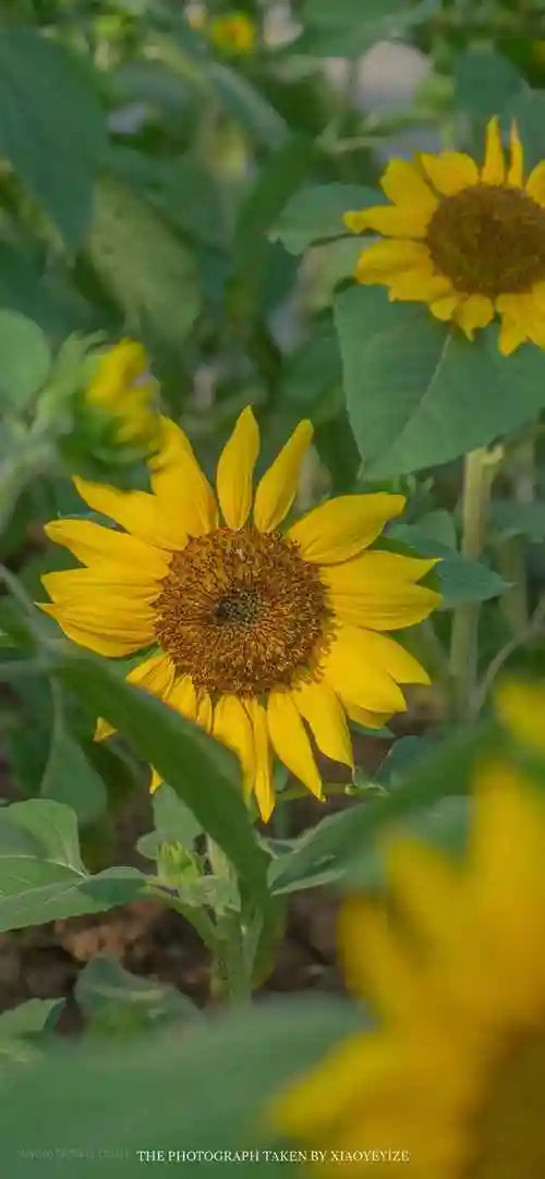 小清新温暖向日葵好看花朵手机壁纸