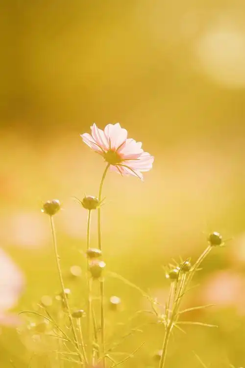 一些波斯菊的氛围感