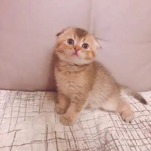 家庭自养英短金渐层折耳弟弟找新家