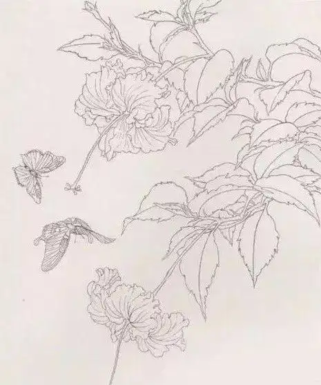 朱槿,又名扶桑,佛槿,中国蔷薇.