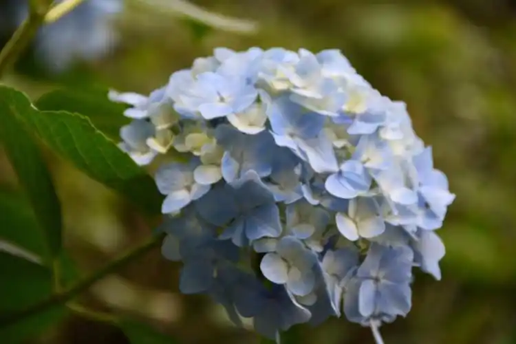 【草绣球】/19图