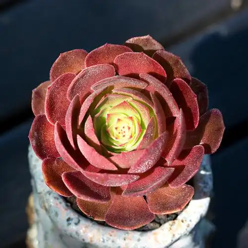 万圣节法师多肉植物办公室内稀有绿植组合盆栽花卉花陌派云南多肉