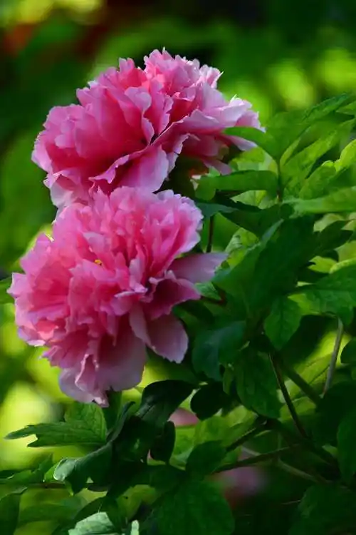 唯有牡丹真国色,花开时节动京城