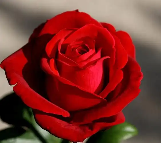 亲爱的,送我红玫瑰可好?