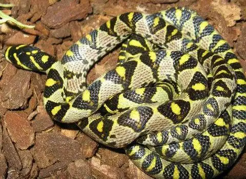 世界十大最出名的游蛇(常见的游蛇的种类排名有哪些)