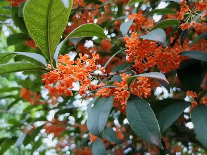 另一种颜色的桂花