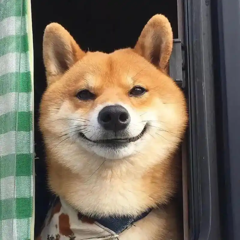 朋友圈背景图 谁能拒绝一只会笑的狗子呢 太可爱了吧 - 抖音