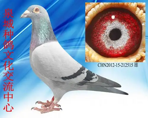 电脑 戈马力_泉城种鸽文化交流中心_ ag188.