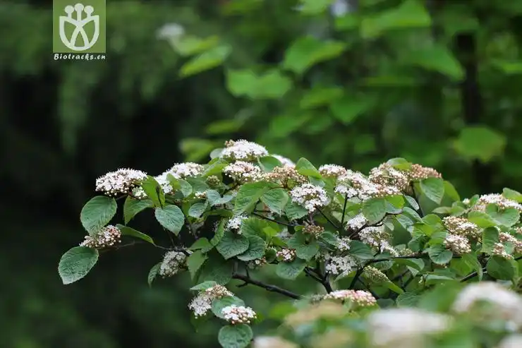 毛果绣线菊(spiraea trichocarpa) (11).