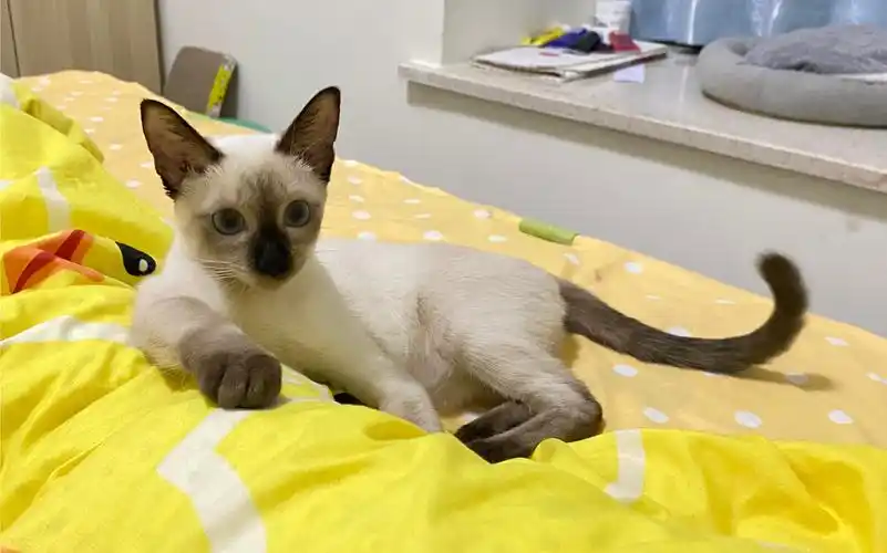 刚到家不久的暹罗知道自己的名字了【暹罗狗日常】