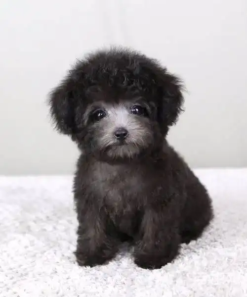 大家帮忙看看这是黑泰迪还是灰泰迪?(灰泰迪跟黑泰迪区别)-得宠网