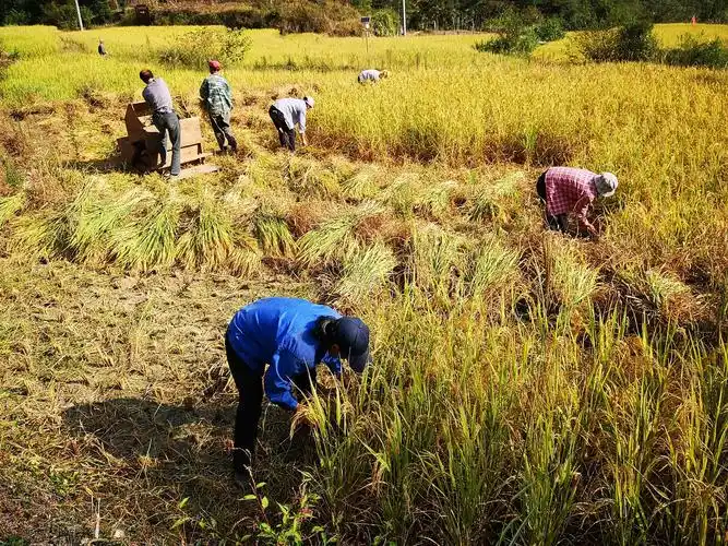 收割稻谷