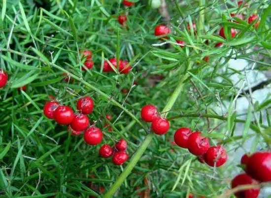 天门冬的养殖方法:冬季防止冻害_无忧植物网