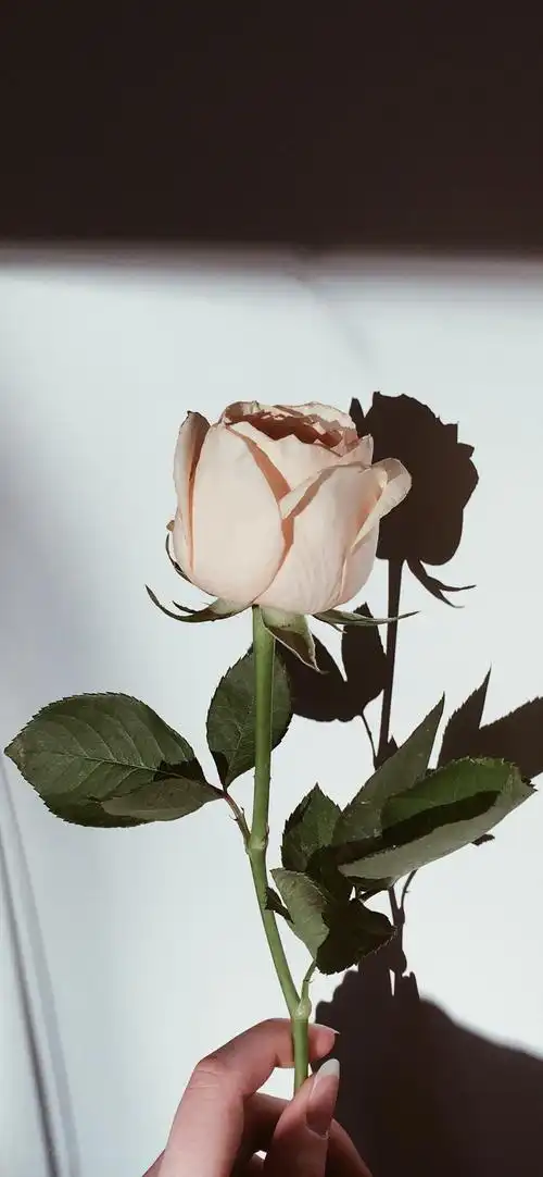 艳丽玫瑰唯美手机壁纸