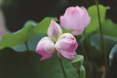 好运"莲莲" 天台三头并蒂莲开花了_腾讯新闻