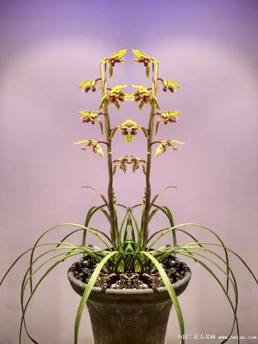 大叠彩初开-蕙兰篇-中国兰花交易网社区