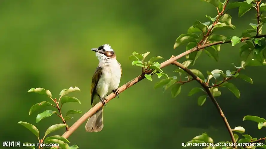 站在树上鸟儿图片