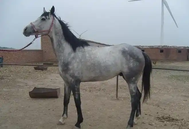 河北伊犁马养殖技术-河北伊犁马供应商/批发-伊犁马图片