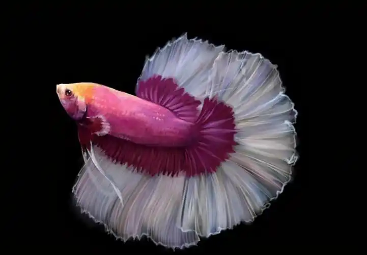 养斗鱼需要注意什么呢?