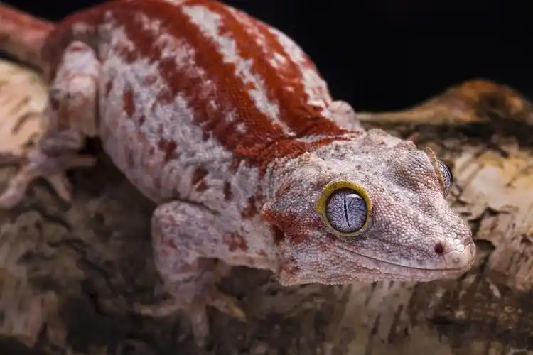 【守宫志】周一:冰冷潮湿的我