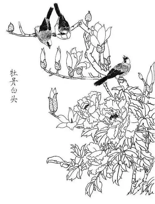 素材一组白描花鸟画稿25图