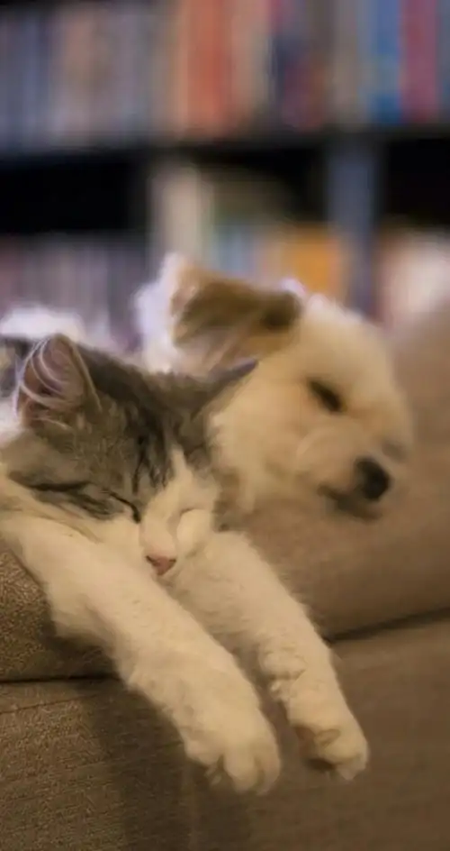 猫咪# #萌物# #可爱# #wallpaper# #手机壁纸# #背景# #锁屏# #壁纸