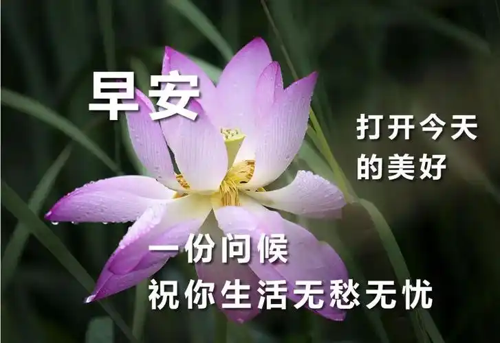 原创8月最新免打字聊天的中老年早上好表情包不用打字聊天的早安问候