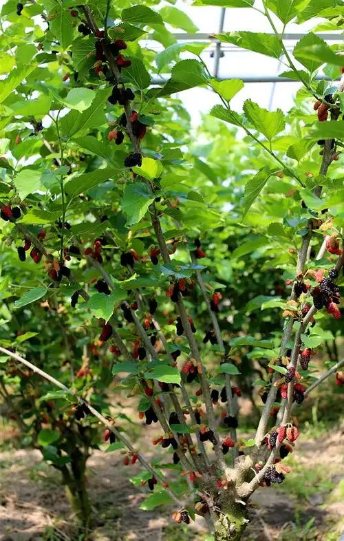 当你走近朱家兜村的桑果园,满眼都是枝繁叶茂的桑树,树上挂满了紫得发