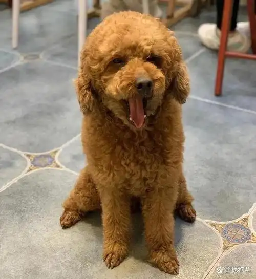 韶关市浈江区1000寻找棕色贵宾中型犬