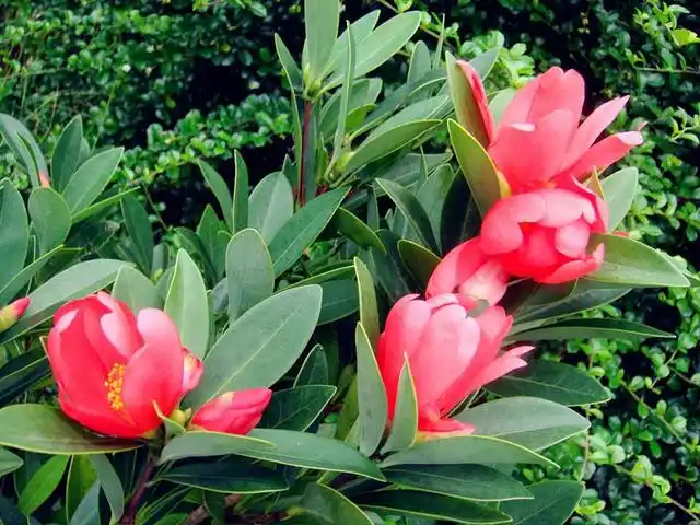 四季茶花和普通茶花一样吗?秋季怎么养护能让它们开花更多?