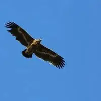 关于翱翔的微信头像【点击鼠标右键下载】