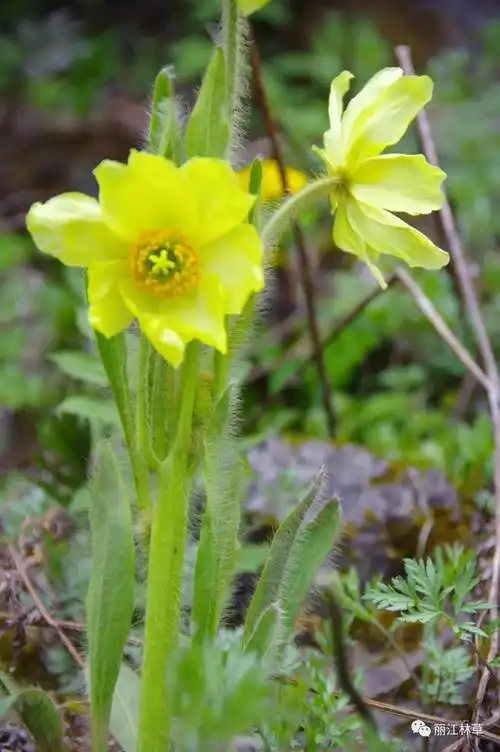 丽江风物黄花绿绒蒿盛开在高原流石滩上的那一抹娇艳