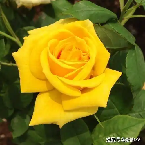 微信头像里面六十来岁用的各种招财作用的花朵图片