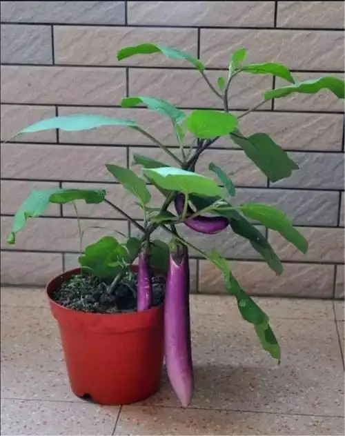 在阳台盆栽茄子,按照技巧去栽种,茄子长得好大个