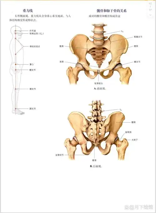 解剖笔记---下肢骨概览 股骨femur是人体中最长的长骨,其长度约占身高