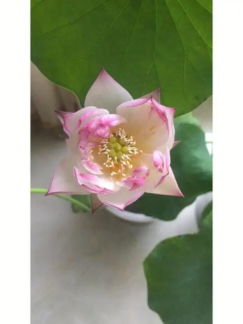 周劲松碗莲太给力了