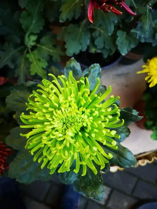 共青森林公园菊花展(2020.11)